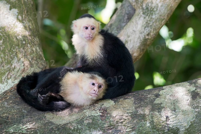 White-shouldered capuchin monkeys (Cebus capucinus), Manuel Antonio National Park, Costa Rica, Central America