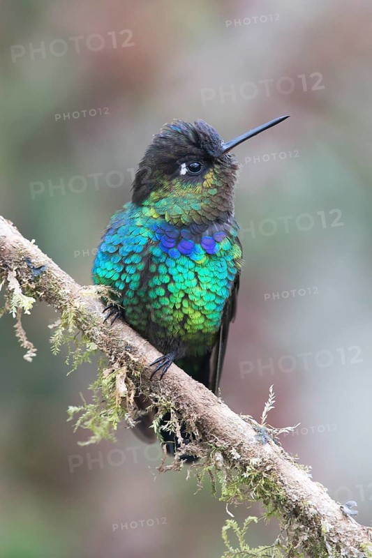 Fire-throated hummingbird (Panterpe insignis), Parque National Los Quetzales, Costa Rica, Central America
