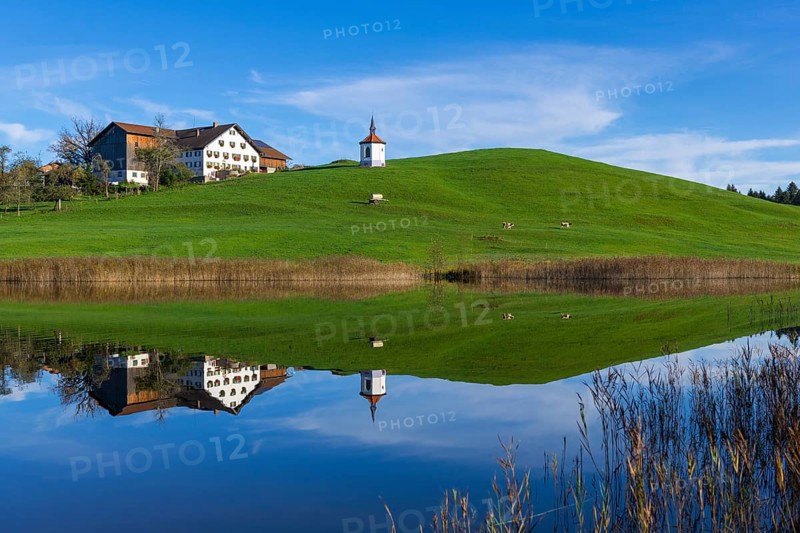 A lake reflects a house and a chapel on a green hill, cows, Hegratsrieder See near Füssen, Ostallgäu, Bavaria, Germany, Europe