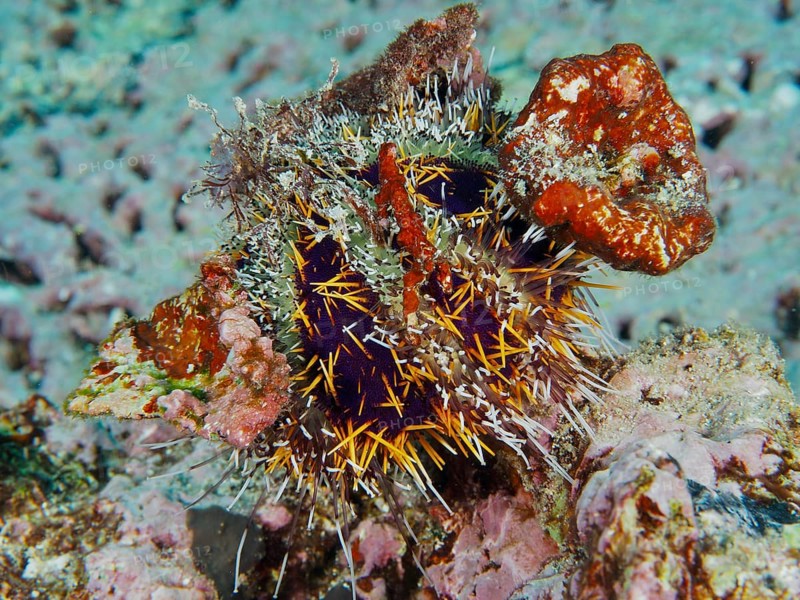 Spiny sea urchin (Tripneustes gratilla) camouflaging itself with orange and colourful objects in a coral reef, dive site Toyapakeh, Nusa Ceningan, Nusa Penida, Bali, Indonesia, Asia