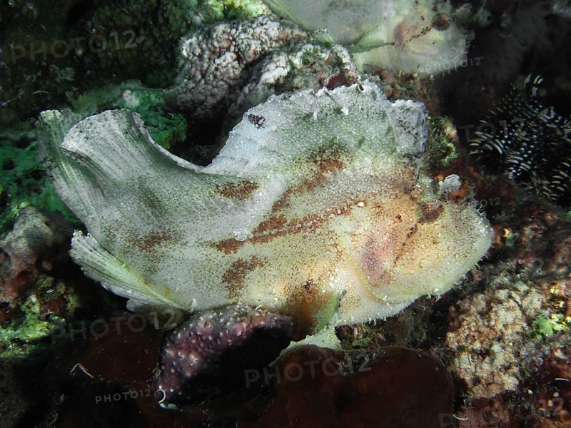 Well-camouflaged fish, rocking fish (Taenianotus triacanthus), lies on coral fields and adapts to its surroundings, dive site Pidada, Penyapangan, Bali, Indonesia, Asia