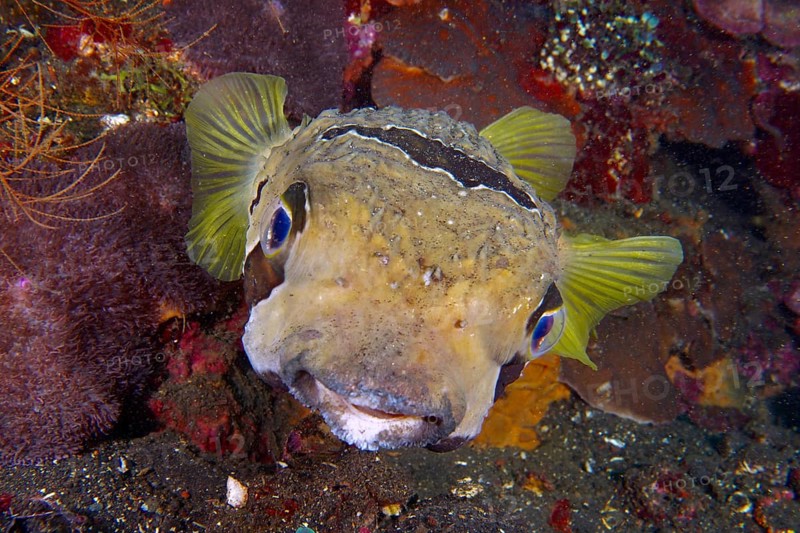 Portrait of masked porcupinefish (Diodon liturosus), porcupinefish, with patterned body and yellow fins, dive site USAT Liberty, Tulamben, Bali, Indonesia, Asia