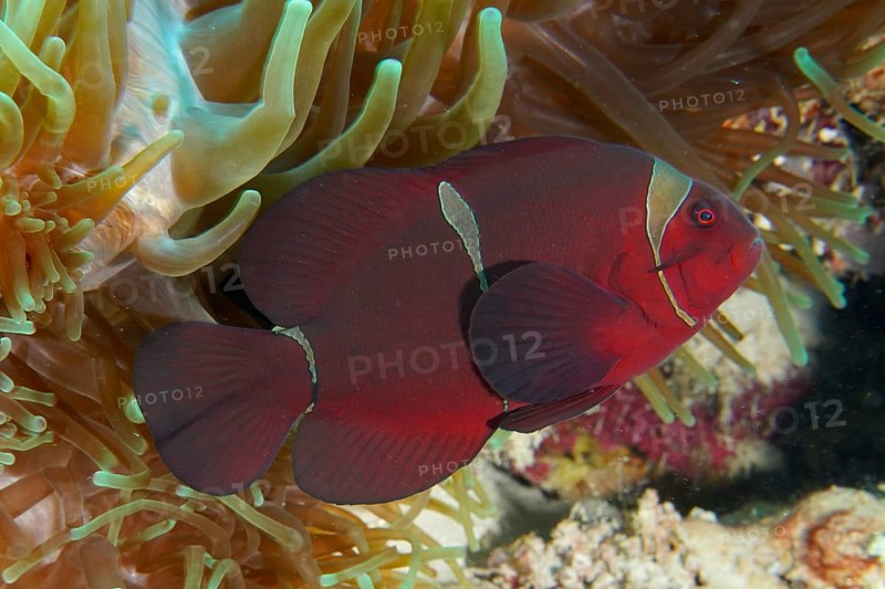 Close-up of a red anemonefish, velvet anemonefish, spiny anemonefish (Amphiprion biaculeatus), hiding in its sea anemone, dive site Coral Garden, Menjangan, Bali, Indonesia, Asia