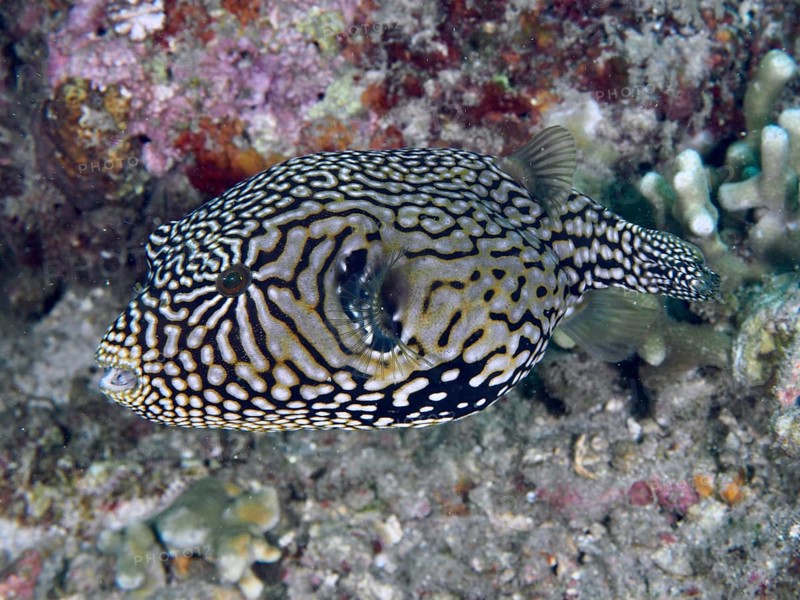 A fish with a complex pattern, map pufferfish (Arothron mappa), swimming over a tropical reef, dive site Spice Reef, Penyapangan, Bali, Indonesia, Asia