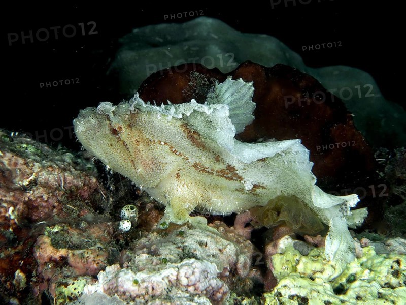 A white fish, rocking fish (Taenianotus triacanthus), resting on a coral reef, dive site Pidada, Penyapangan, Bali, Indonesia, Asia