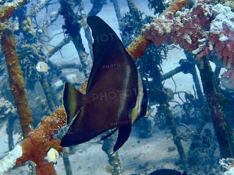 Dark coloured batfish, longfin batfish (Platax teira) juvenile, near artificial coral reef, dive site Close Encounters, Permuteran, Bali, Indonesia, Asia