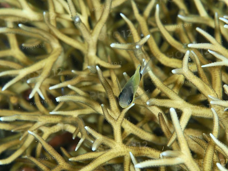 Small fish, blackband damselfish (Pycnochromis retrofasciatus), between branching yellow corals in a reef, dive site Twin Reef, Penyapangan, Bali, Indonesia, Asia
