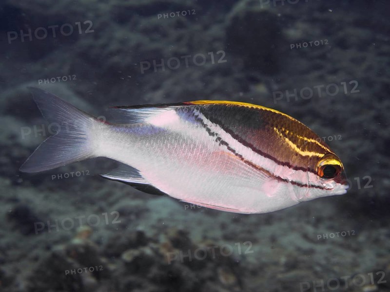 A colourful fish, sash snapper (Scolopsis bilineata), swimming in a grey underwater world, dive site Prapat, Penyapangan, Bali, Indonesia, Asia