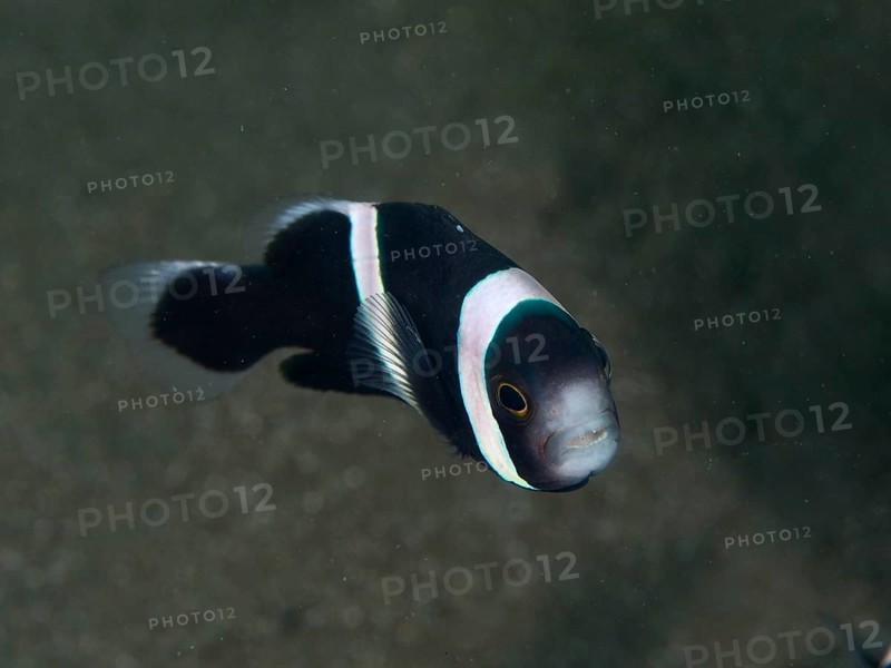 Small black and white fish, saddle spot anemonefish (Amphiprion polymnus), in a dark, blurred underwater environment, dive site House Reef, Penyapangan, Bali, Indonesia, Asia