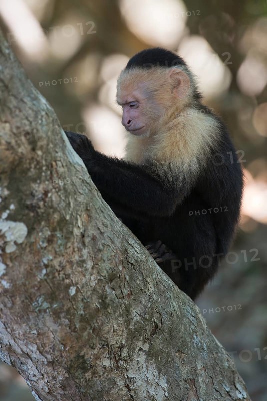 White-shouldered capuchin monkey (Cebus capucinus), Manuel Antonio National Park, Costa Rica, Central America