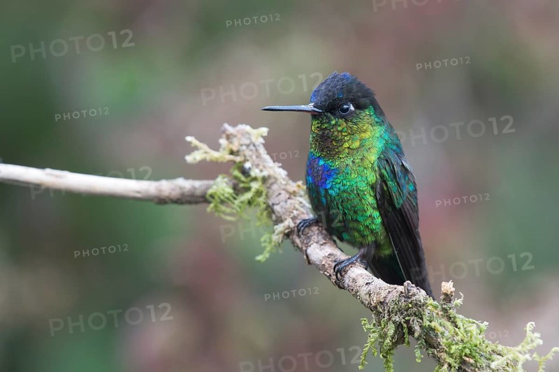 Fire-throated hummingbird (Panterpe insignis), Parque National Los Quetzales, Costa Rica, Central America