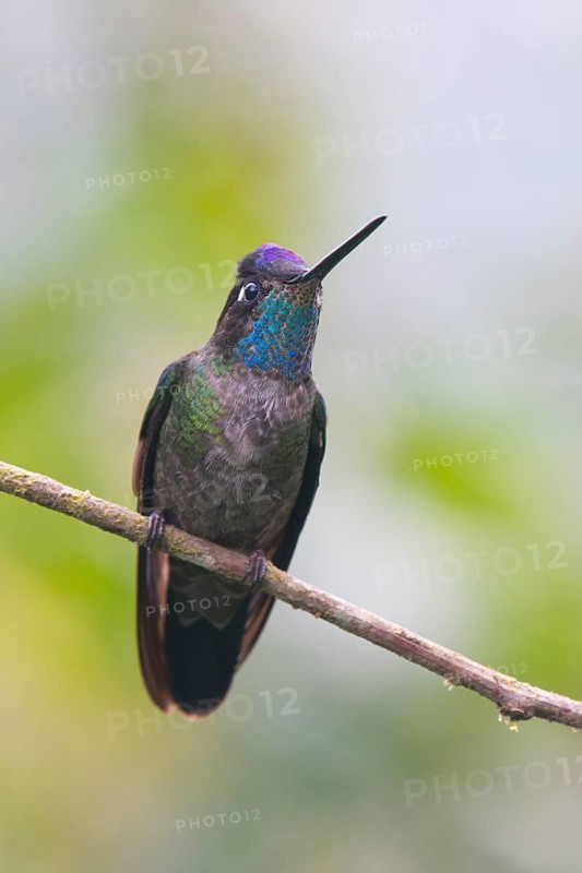 Violet-crowned Brilliant Hummingbird (Eugenes fulgens), Parque National Los Quetzales, Costa Rica, Central America
