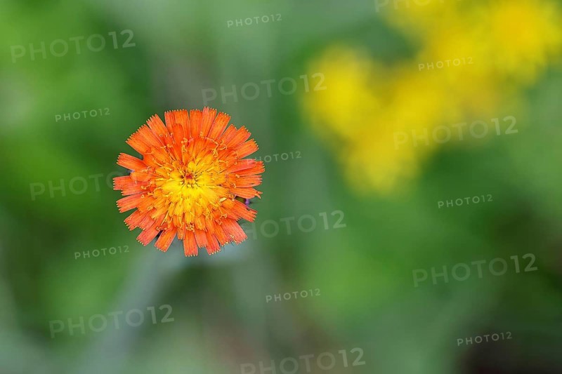 Orange hawkweed, orange-red hawkweed (Hieracium aurantiacum), flower on a rough meadow, Wilnsdorf, North Rhine-Westphalia, Germany, Europe