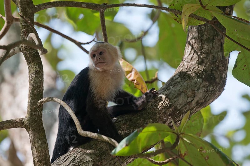White-shouldered capuchin monkey (Cebus capucinus), Manuel Antonio National Park, Costa Rica, Central America