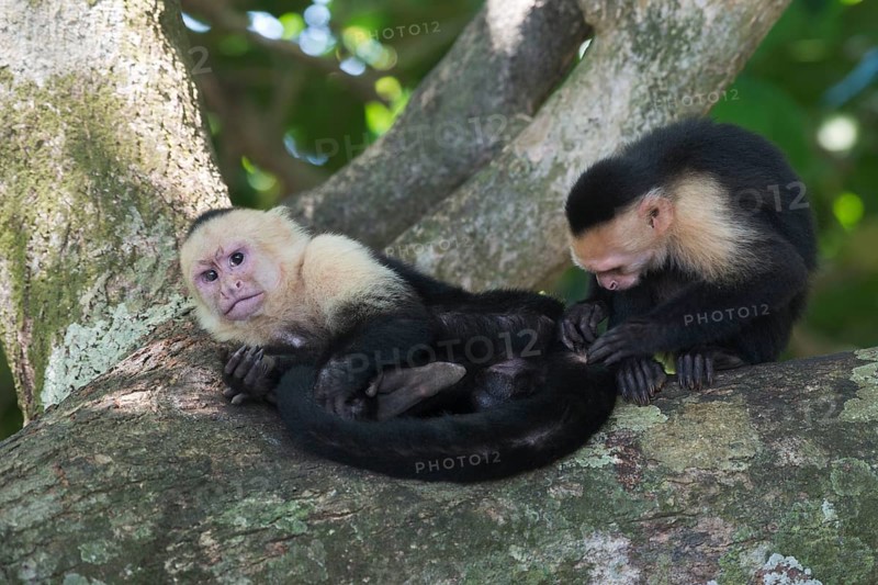 White-shouldered capuchin monkeys (Cebus capucinus), Manuel Antonio National Park, Costa Rica, Central America