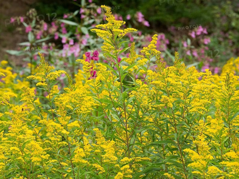 Common goldenrod (Solidago virgaurea), flowering in late summer, on the edge of a forest, Hessen, Germany, Europe