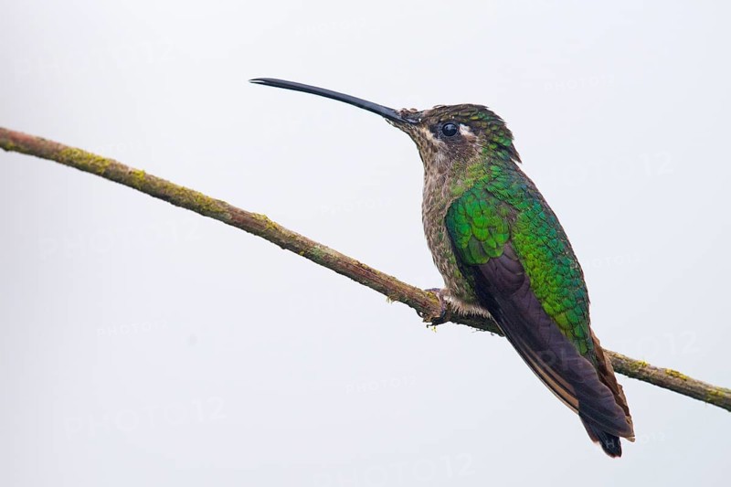 Violet-crowned Brilliant Hummingbird (Eugenes fulgens), Parque National Los Quetzales, Costa Rica, Central America