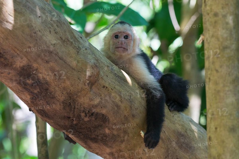 White-shouldered capuchin monkey (Cebus capucinus), Manuel Antonio National Park, Costa Rica, Central America