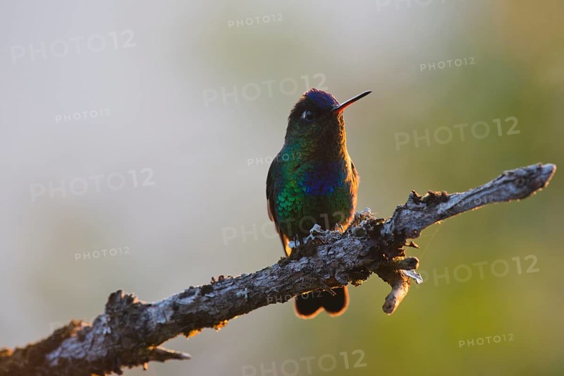 Fire-throated hummingbird (Panterpe insignis), Parque National Los Quetzales, Costa Rica, Central America