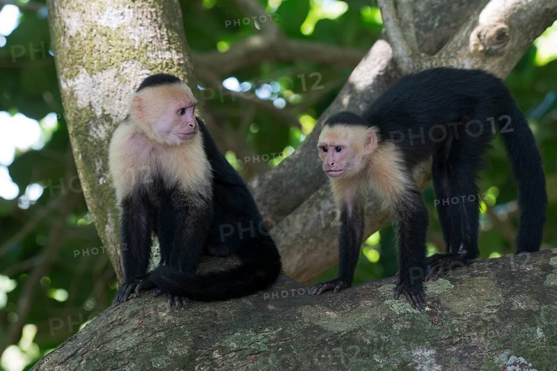 White-shouldered capuchin monkeys (Cebus capucinus), Manuel Antonio National Park, Costa Rica, Central America