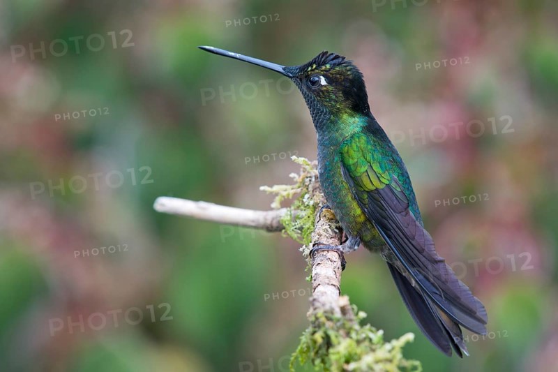 Violet-crowned Brilliant Hummingbird (Eugenes fulgens), Parque National Los Quetzales, Costa Rica, Central America