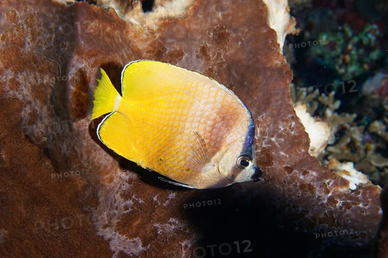 Yellow butterflyfish, Sunburst Butterflyfish (Chaetodon kleinii), swimming on a coral wall, dive site Toyapakeh, Nusa Ceningan, Nusa Penida, Bali, Indonesia, Asia