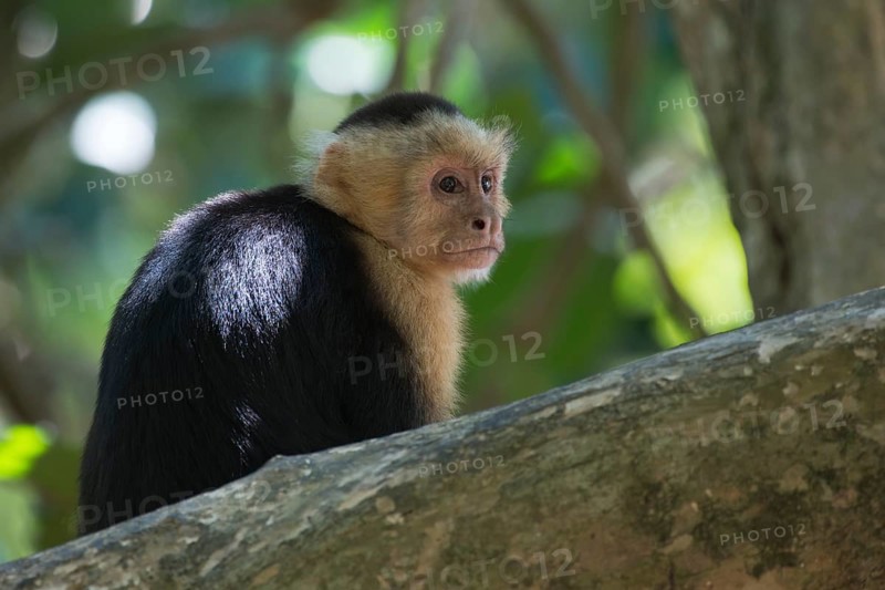 White-shouldered capuchin monkey (Cebus capucinus), Manuel Antonio National Park, Costa Rica, Central America