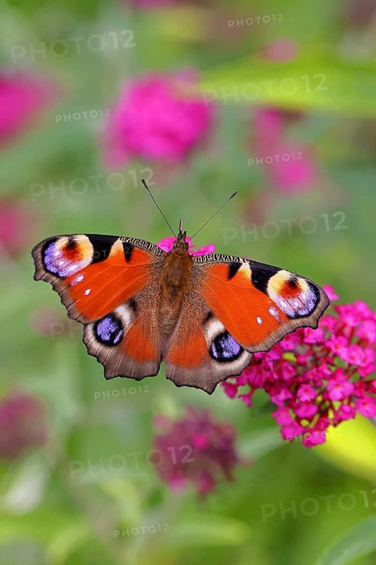 Peacock butterfly (Inachis io) sucking nectar on butterfly bush (Buddleja davidii), in a natural environment in the wild, close-up, wildlife, insects, butterflies, butterflies, Wilnsdorf, North Rhine-Westphalia, Germany, Europe