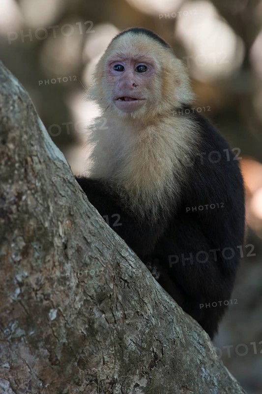 White-shouldered capuchin monkey (Cebus capucinus), Manuel Antonio National Park, Costa Rica, Central America