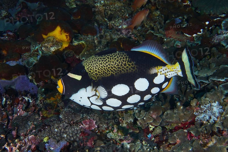 Leopard triggerfish (Balistoides conspicillum) with distinctive spots glides over a colourful reef, dive site Toyapakeh, Nusa Ceningan, Nusa Penida, Bali, Indonesia, Asia