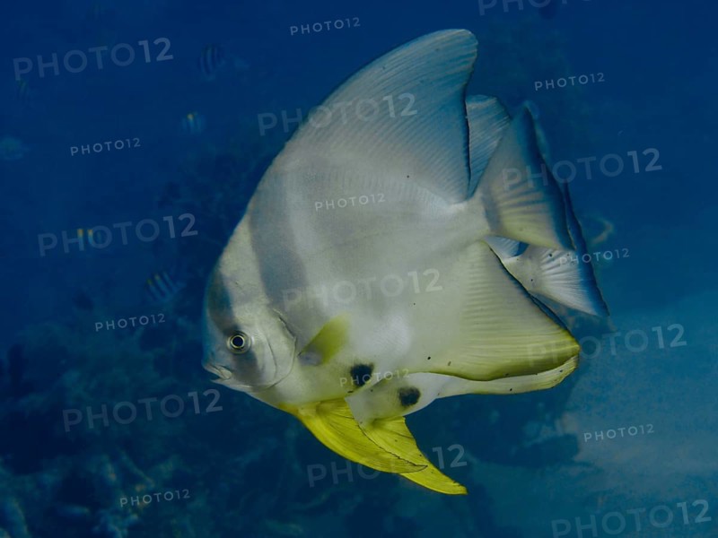Large batfish with yellow fins, long-finned batfish (Platax teira), swimming majestically in the sea, dive site Close Encounters, Permuteran, Bali, Indonesia, Asia