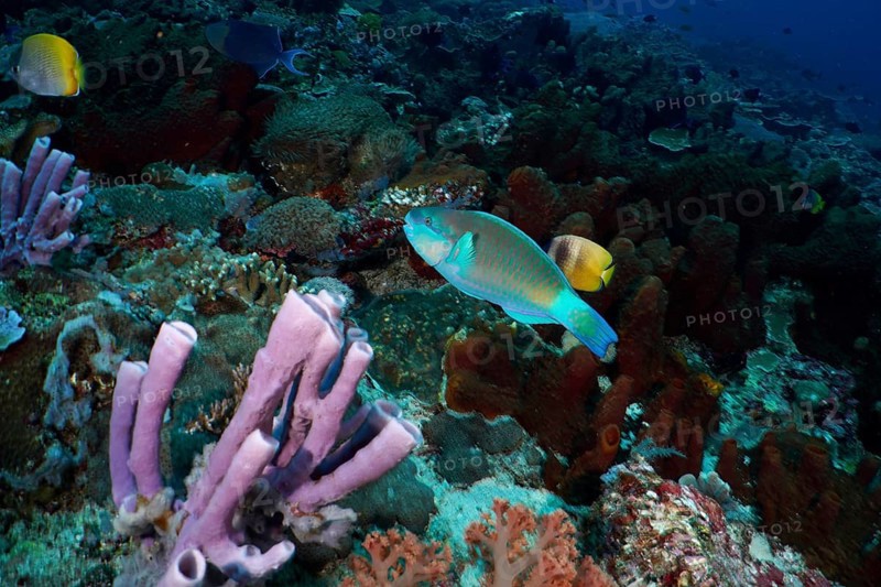 Colourful parrotfish, ballhead parrotfish (Chlorurus sordidus), swimming through a species-rich coral reef, dive site SD, Nusa Ceningan, Nusa Penida, Bali, Indonesia, Asia