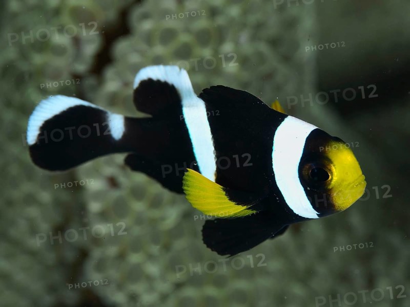 Black and white clownfish with yellow accent, saddle spot anemonefish (Amphiprion polymnus), swimming past corals, dive site House Reef, Penyapangan, Bali, Indonesia, Asia
