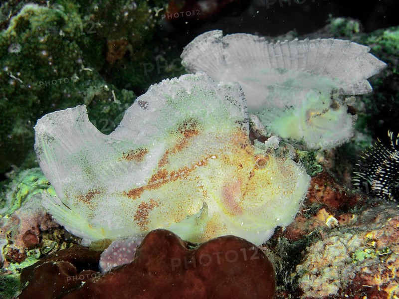 Two almost white fishes, rocking fish (Taenianotus triacanthus), sitting in a colourful coral reef, dive site Pidada, Penyapangan, Bali, Indonesia, Asia