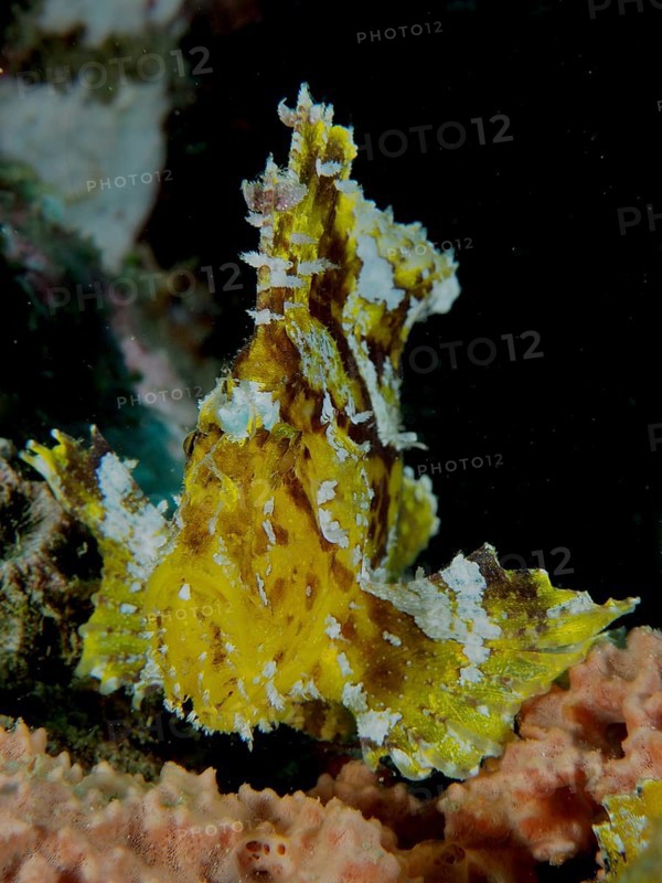 Vividly patterned yellow reef fish with white spots, rocking fish (Taenianotus triacanthus), in dark surroundings, dive site Pidada, Penyapangan, Bali, Indonesia, Asia