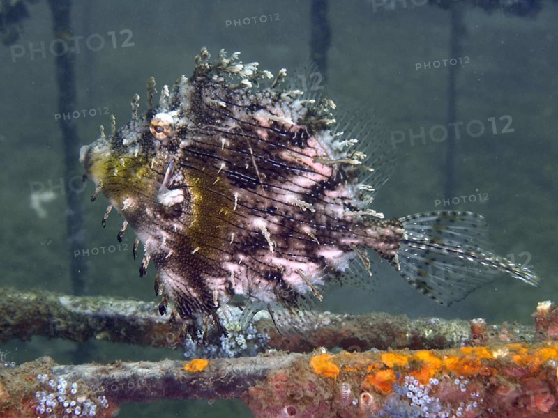 A jewellery filefish (Chaetodermis penicilligerus), filefish, swimming in an abandoned coral nursery, dive site Secret Bay, Gilimanuk, Bali, Indonesia, Asia
