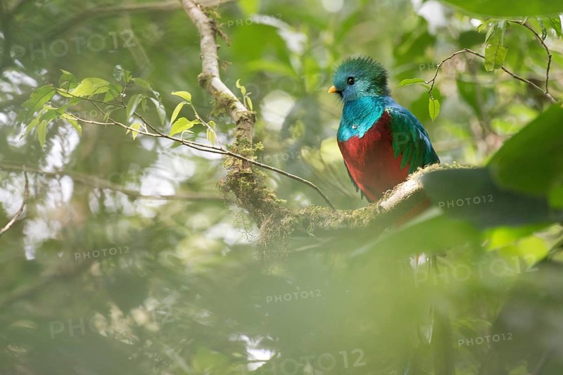 Quetzal (Pharomachrus mocinno), Reserva biologica Bosque Nubosa, Costa Rica, Central America