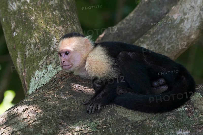 White-shouldered capuchin monkey (Cebus capucinus), Manuel Antonio National Park, Costa Rica, Central America
