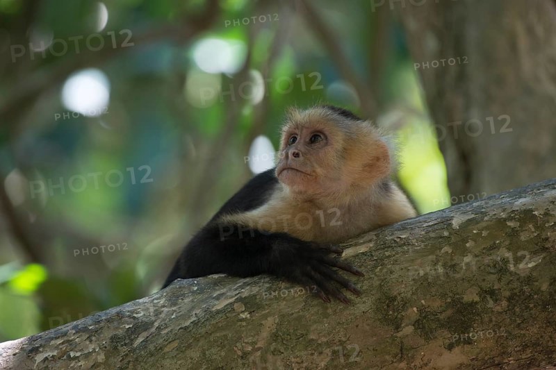 White-shouldered capuchin monkey (Cebus capucinus), Manuel Antonio National Park, Costa Rica, Central America