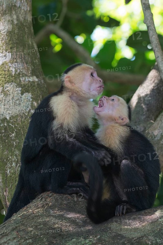 White-shouldered capuchin monkeys (Cebus capucinus), Manuel Antonio National Park, Costa Rica, Central America
