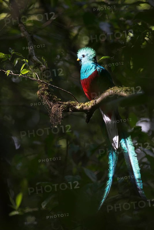 Quetzal (Pharomachrus mocinno), Reserva biologica Bosque Nubosa, Costa Rica, Central America