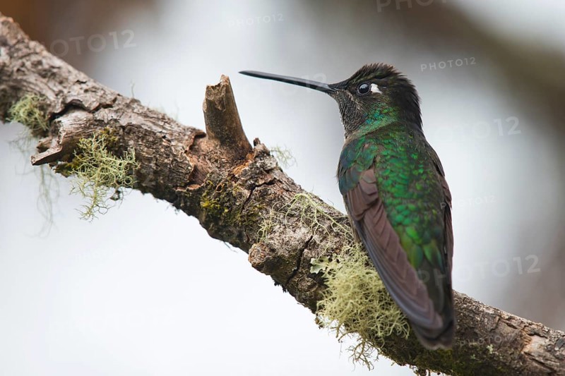 Violet-crowned Brilliant Hummingbird (Eugenes fulgens), Parque National Los Quetzales, Costa Rica, Central America