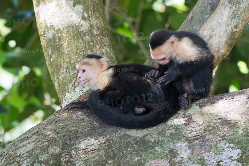White-shouldered capuchin monkeys (Cebus capucinus), Manuel Antonio National Park, Costa Rica, Central America