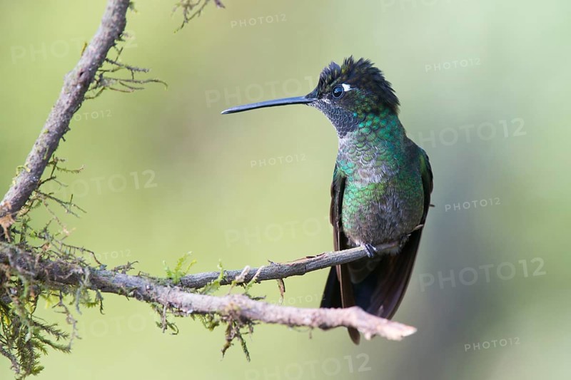 Violet-crowned Brilliant Hummingbird (Eugenes fulgens), Parque National Los Quetzales, Costa Rica, Central America