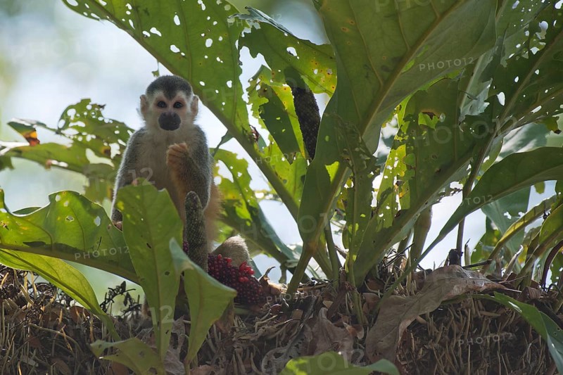 Central American squirrel monkey (Saimiri oerstedii), Manuel Antonio National Park, Costa Rica, Central America