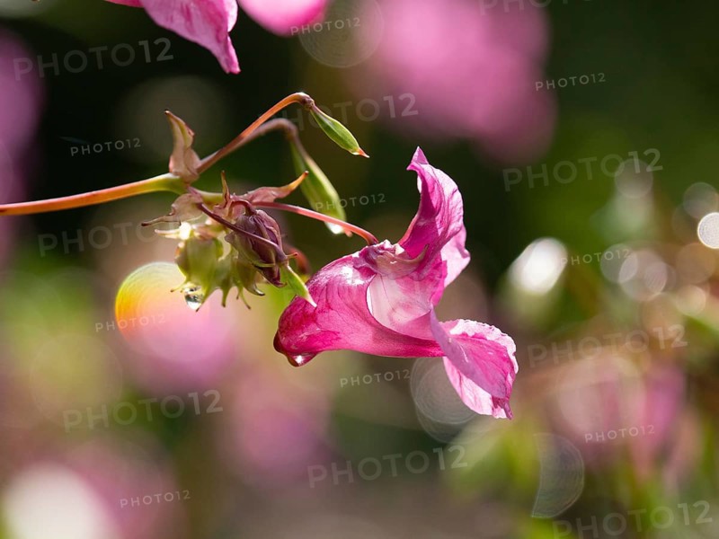 Himalayan Balsam (Impatiens glandulifera), flower, Hessen, Germany, Europe