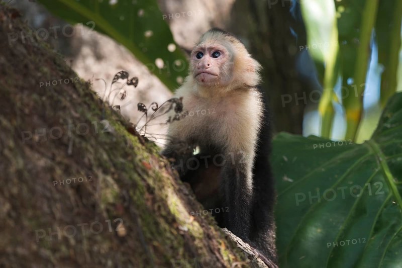 White-shouldered capuchin monkey (Cebus capucinus), Manuel Antonio National Park, Costa Rica, Central America