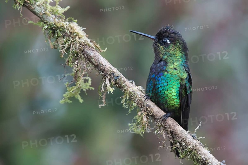 Fire-throated hummingbird (Panterpe insignis), Parque National Los Quetzales, Costa Rica, Central America