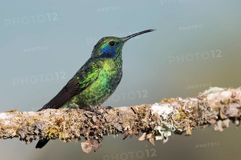 Small violet-eared hummingbird (Colibri thalassinus), Parque National Los Quetzales, Costa Rica, Central America