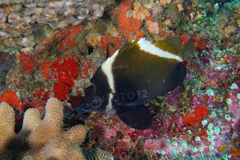 Black and white fish, Horned bannerfish (Heniochus varius), next to colourful reef corals on the seabed, dive site Toyapakeh, Nusa Ceningan, Nusa Penida, Bali, Indonesia, Asia